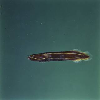 To NMNH Extant Collection (Lepadichthys lineatus FIN028184 Slide 120 mm)