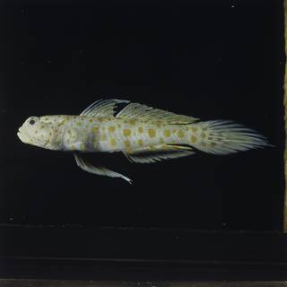To NMNH Extant Collection (Amblyeleotris guttata FIN028224 Slide 120 mm)