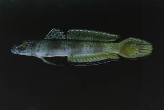 To NMNH Extant Collection (Amblyeleotris latifasciata FIN028237 Slide 35 mm)