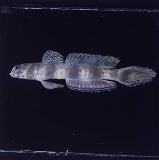 To NMNH Extant Collection (Amblyeleotris latifasciata FIN028238 Slide 120 mm)