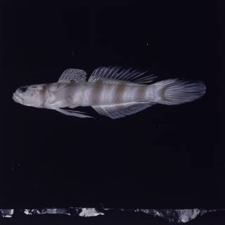 To NMNH Extant Collection (Amblyeleotris ogasawarensis FIN028241 Slide 120 mm)