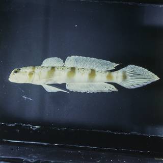 To NMNH Extant Collection (Amblyeleotris rubrimarginata FIN028255 Slide 120 mm)