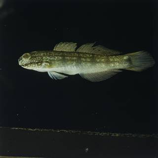 To NMNH Extant Collection (Amblygobius buanensis FIN028292 Slide 120 mm)