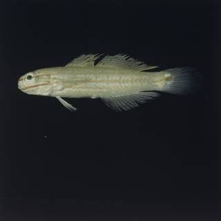 To NMNH Extant Collection (Amblygobius decussatus FIN028294 Slide 120 mm)