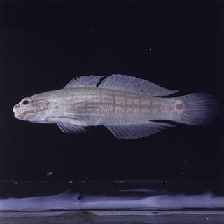 To NMNH Extant Collection (Amblygobius decussatus FIN028295 Slide 120 mm)
