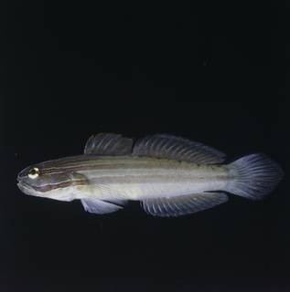To NMNH Extant Collection (Amblygobius nocturnus FIN028301 Slide 120 mm)