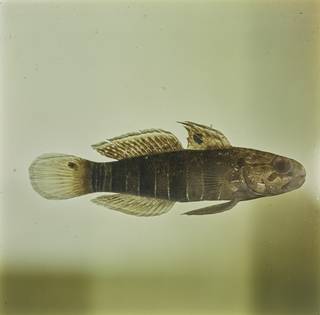To NMNH Extant Collection (Amblygobius phalaena FIN028306 Slide 120 mm)