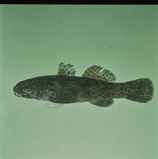 To NMNH Extant Collection (Bathygobius cotticeps FIN028345 Slide 120 mm)