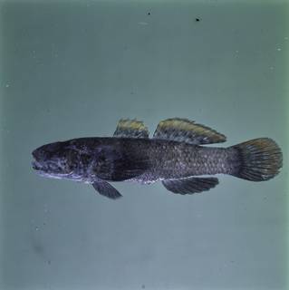 To NMNH Extant Collection (Bathygobius cyclopterus FIN028350B Slide 120 mm)
