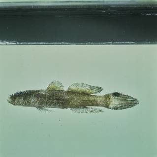 To NMNH Extant Collection (Callogobius hasseltii FIN028380 Slide 120 mm)