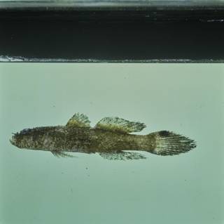 To NMNH Extant Collection (Callogobius hasseltii FIN028380B Slide 120 mm)