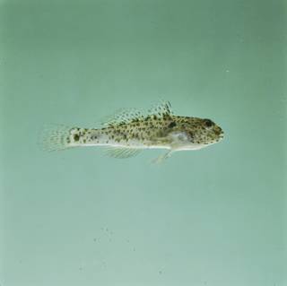 To NMNH Extant Collection (Fusigobius humeralis FIN028410B Slide 120 mm)