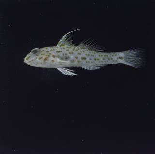 To NMNH Extant Collection (Fusigobius longispinus FIN028421 Slide 120 mm)