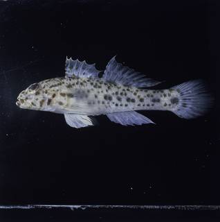 To NMNH Extant Collection (Fusigobius maximus FIN028423 Slide 120 mm)