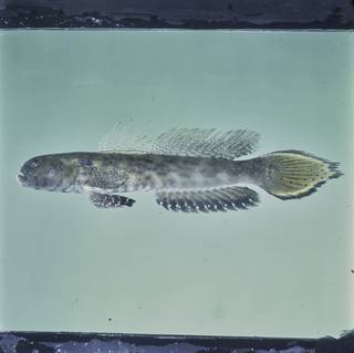 To NMNH Extant Collection (Cryptocentroides arabicus FIN028453 Slide 120 mm)
