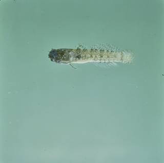 To NMNH Extant Collection (Hetereleotris tentaculata FIN028520 Slide 120 mm)