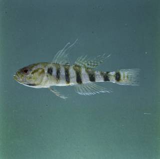 To NMNH Extant Collection (Ego zebra FIN028524 Slide 120 mm)