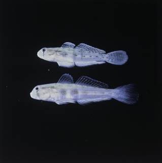 To NMNH Extant Collection (Gnatholepis anjerensis and Gnatholepis anjerensis FIN028624 Slide 120 mm)