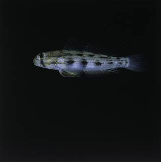 To NMNH Extant Collection (Gnatholepis pascuensis FIN028632 Slide 120 mm)