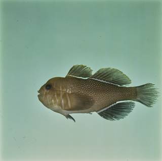 To NMNH Extant Collection (Gobiodon reticulatus FIN028646 Slide 120 mm)