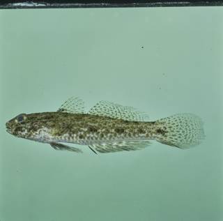 To NMNH Extant Collection (Macrodontogobius wilburi FIN028692 Slide 120 mm)