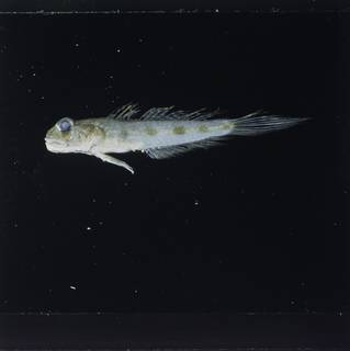 To NMNH Extant Collection (Oxyurichthys heisei FIN028713 Slide 120 mm)