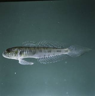 To NMNH Extant Collection (Oxyurichthys lonchotus FIN028714 Slide 120 mm)