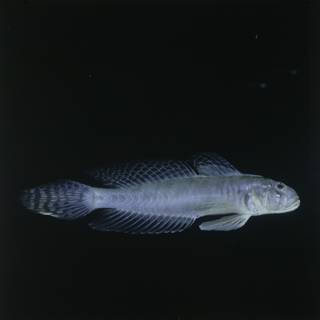 To NMNH Extant Collection (Oxyurichthys lonchotus FIN028715 Slide 120 mm)