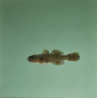 To NMNH Extant Collection (Priolepis FIN028736 Slide 120 mm)