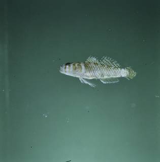 To NMNH Extant Collection (Priolepis limbatosquamis FIN028754 Slide 120 mm)