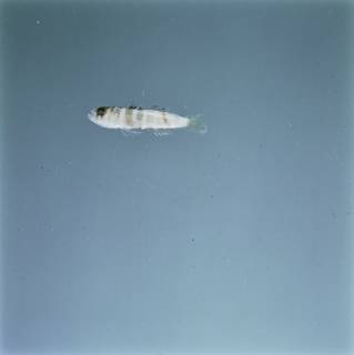To NMNH Extant Collection (Priolepis limbatosquamis FIN028755 Slide 120 mm)