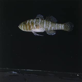 To NMNH Extant Collection (Priolepis randalli FIN028764 Slide 120 mm)