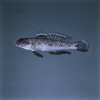 To NMNH Extant Collection (Stigmatogobius FIN028779 Slide 120 mm)