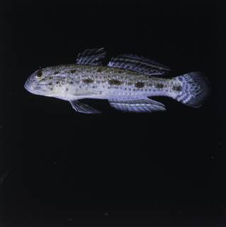 To NMNH Extant Collection (Yongeichthys FIN028945 Slide 120 mm)