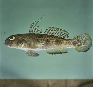 To NMNH Extant Collection (Yongeichthys FIN028946 Slide 120 mm)