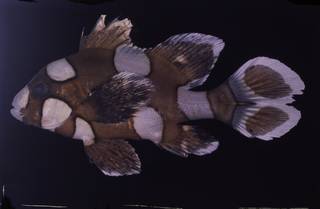 To NMNH Extant Collection (Plectorhinchus chaetodonoides FIN028977 Slide 35 mm)