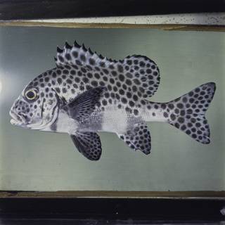 To NMNH Extant Collection (Plectorhinchus chaetodonoides FIN028978 Slide 120 mm)