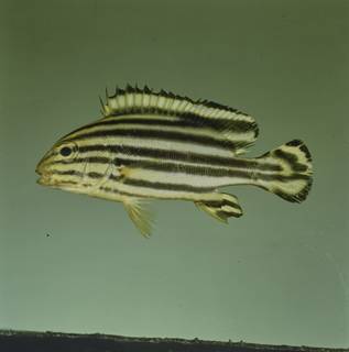 To NMNH Extant Collection (Plectorhinchus gaterinus FIN028986 Slide 120 mm)