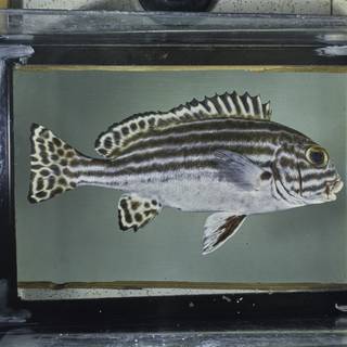 To NMNH Extant Collection (Plectorhinchus lessonii FIN028998 Slide 120 mm)