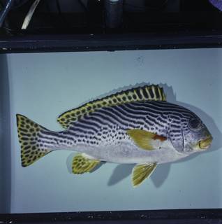 To NMNH Extant Collection (Plectorhinchus lineatus FIN029002 Slide 120 mm)