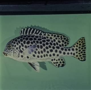 To NMNH Extant Collection (Plectorhinchus macrospilus FIN029003 Slide 120 mm)