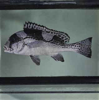 To NMNH Extant Collection (Plectorhinchus picus FIN029006 Slide 120 mm)