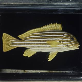 To NMNH Extant Collection (Plectorhinchus polytaenia FIN029015 Slide 120 mm)