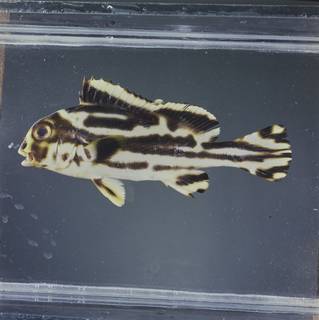 To NMNH Extant Collection (Plectorhinchus vittatus FIN029025 Slide 120 mm)