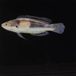 To NMNH Extant Collection (Cirrhilabrus balteatus FIN029511 Slide 120 mm)