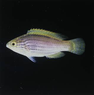 To NMNH Extant Collection (Cirrhilabrus lineatus FIN029551 Slide 120 mm)