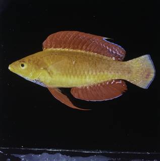 To NMNH Extant Collection (Cirrhilabrus rubripinnis FIN029592 Slide 120 mm)