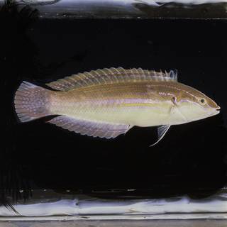 To NMNH Extant Collection (Coris caudimacula FIN029643 Slide 120 mm)