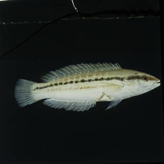 To NMNH Extant Collection (Coris centralis FIN029645 Slide 120 mm)