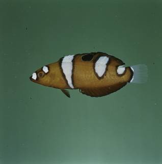 To NMNH Extant Collection (Coris formosa FIN029676 Slide 120 mm)